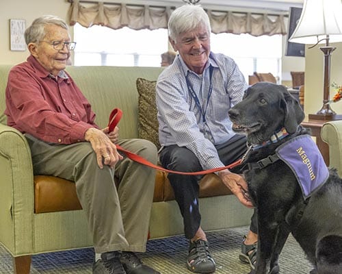 pet therapy